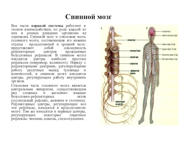 Спинной мозг Все части нервной системы работают в тесном взаимодействии,