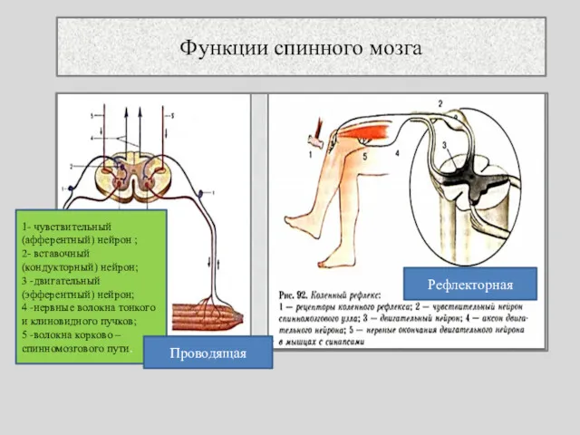 Функции спинного мозга 1- чувствительный (афферентный) нейрон ; 2- вставочный