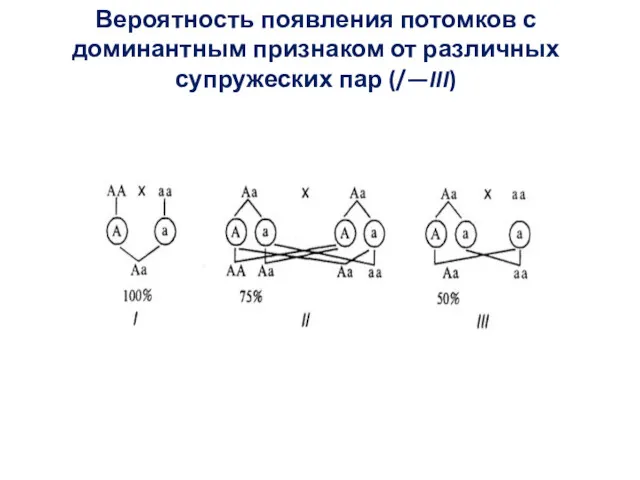 Вероятность появления потомков с доминантным признаком от различных супружеских пар (/—III)