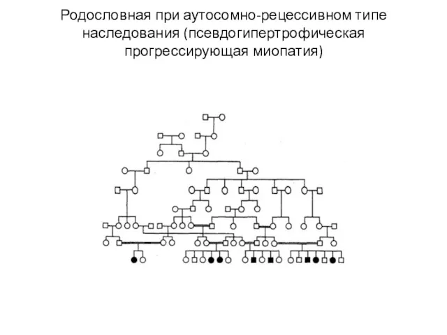 Родословная при аутосомно-рецессивном типе наследования (псевдогипертрофическая прогрессирующая миопатия)