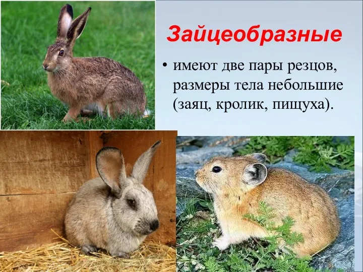 Зайцеобразные имеют две пары резцов, размеры тела небольшие (заяц, кролик, пищуха).