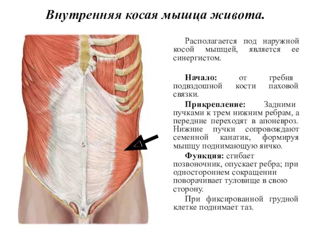 Внутренняя косая мышца живота. Располагается под наружной косой мышцей, является