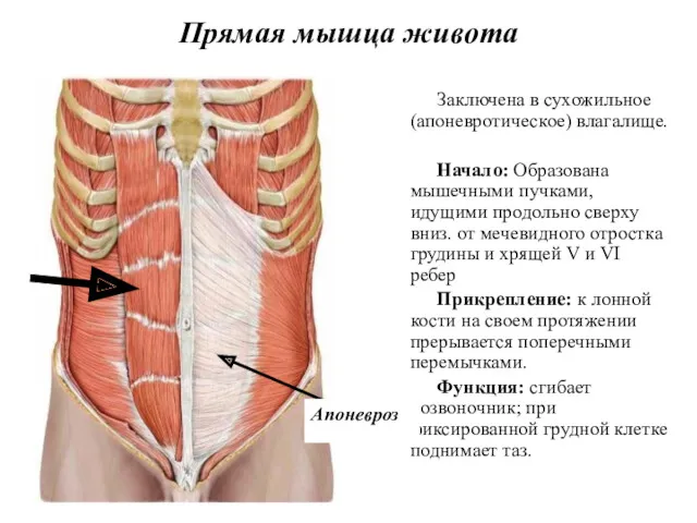 Прямая мышца живота Заключена в сухожильное (апоневротическое) влагалище. Начало: Образована