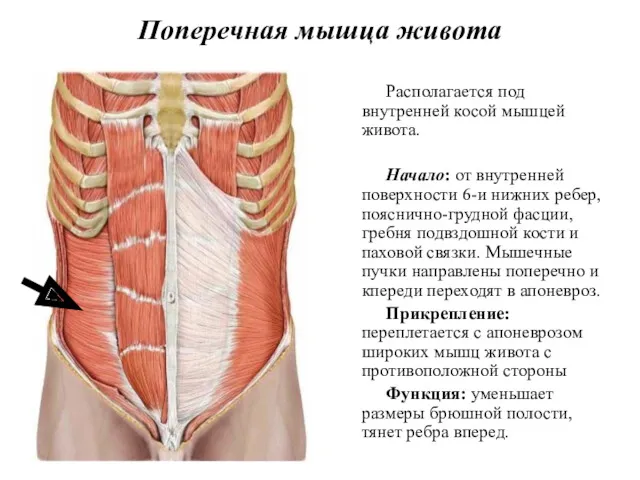 Поперечная мышца живота Располагается под внутренней косой мышцей живота. Начало: