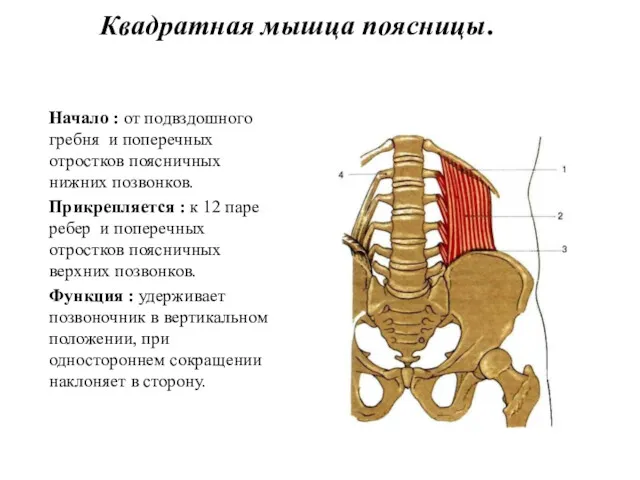 Квадратная мышца поясницы. Начало : от подвздошного гребня и поперечных