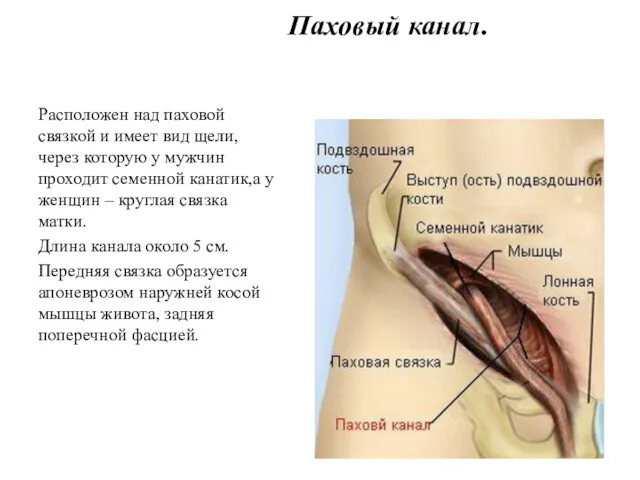 Паховый канал. Расположен над паховой связкой и имеет вид щели,