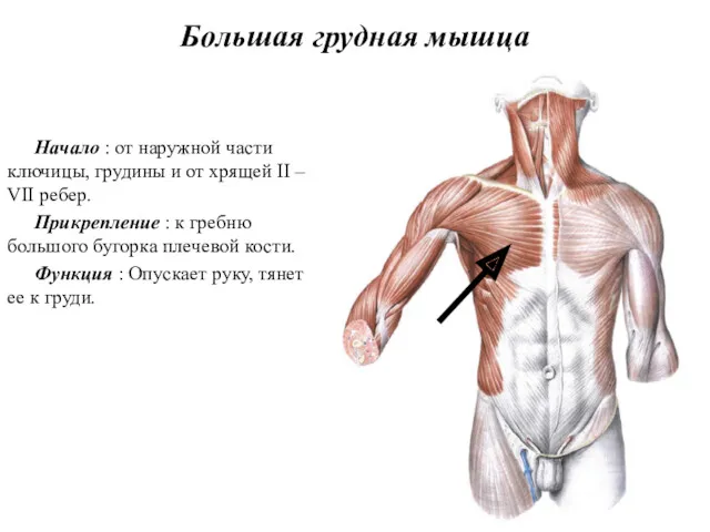 Большая грудная мышца Начало : от наружной части ключицы, грудины
