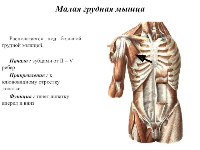 Малая грудная мышца Располагается под большой грудной мышцей. Начало :