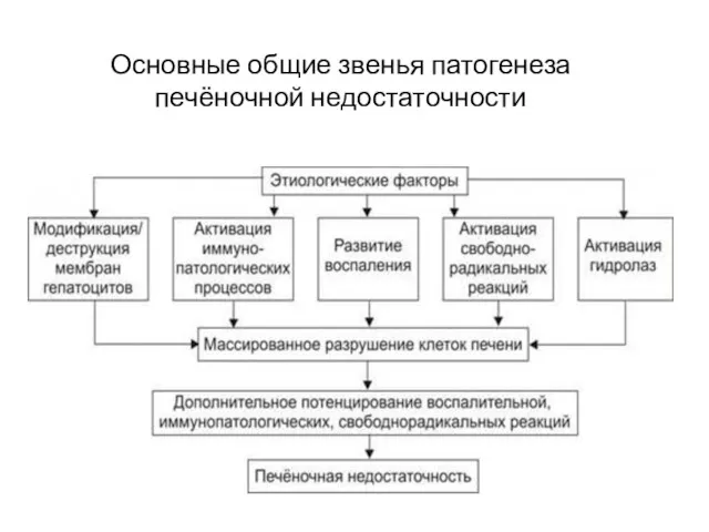 Основные общие звенья патогенеза печёночной недостаточности