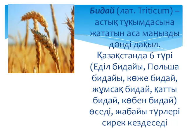 Бидай (лат. Triticum) – астық тұқымдасына жататын аса маңызды дәнді