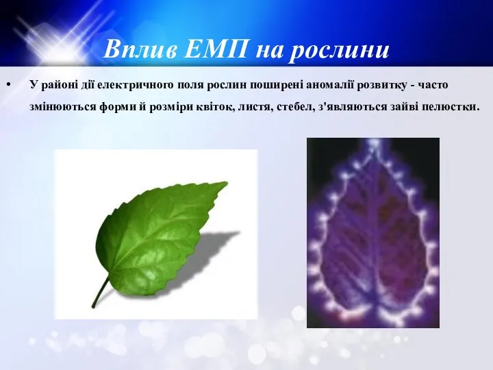 Вплив ЕМП на рослини У районі дії електричного поля рослин