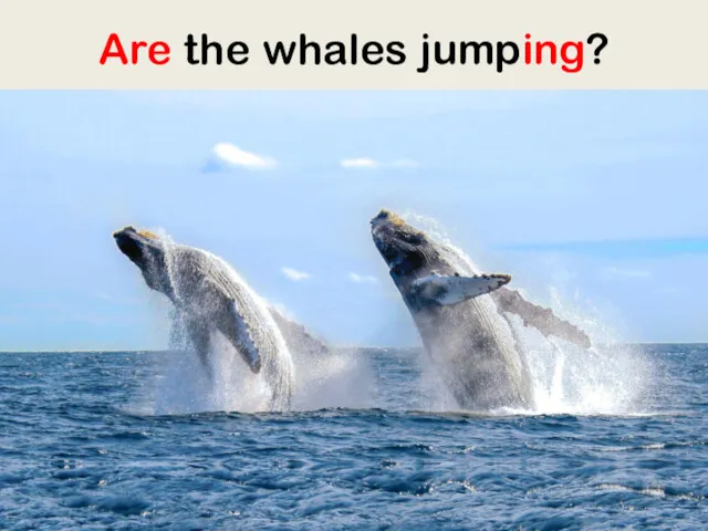 Are the whales jumping?