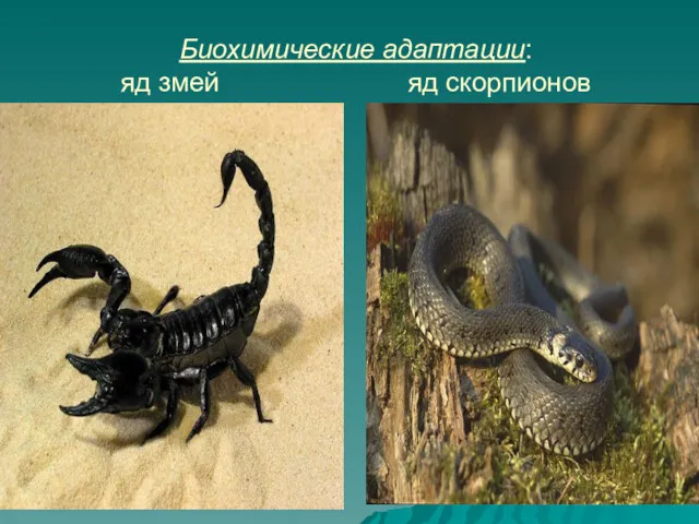 Биохимические адаптации: яд змей яд скорпионов