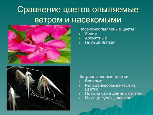 Сравнение цветов опыляемые ветром и насекомыми Насекомоопыляемые цветы: Яркие Ароматные