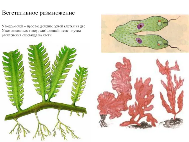 Вегетативное размножение У водорослей – простое деление одной клетки на две У колониальных