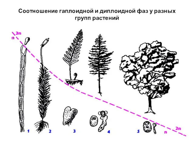 Соотношение гаплоидной и диплоидной фаз у разных групп растений