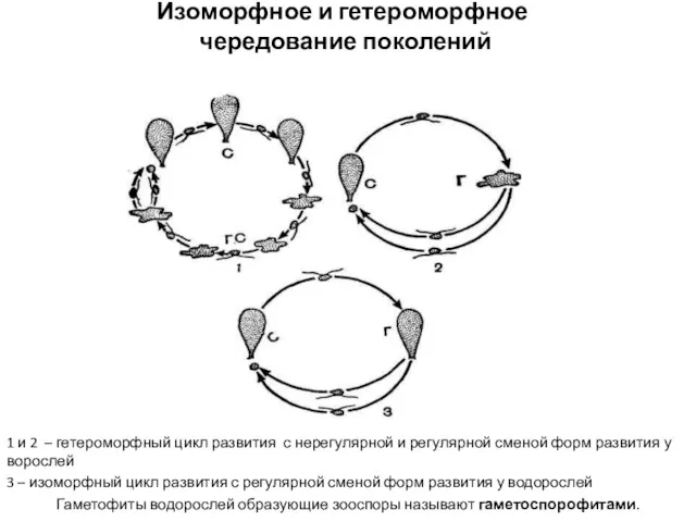 Изоморфное и гетероморфное чередование поколений 1 и 2 – гетероморфный