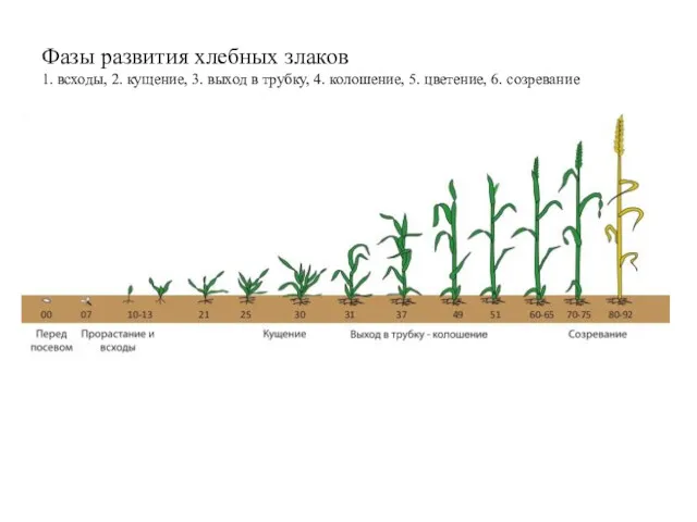 Фазы развития хлебных злаков 1. всходы, 2. кущение, 3. выход в трубку, 4.