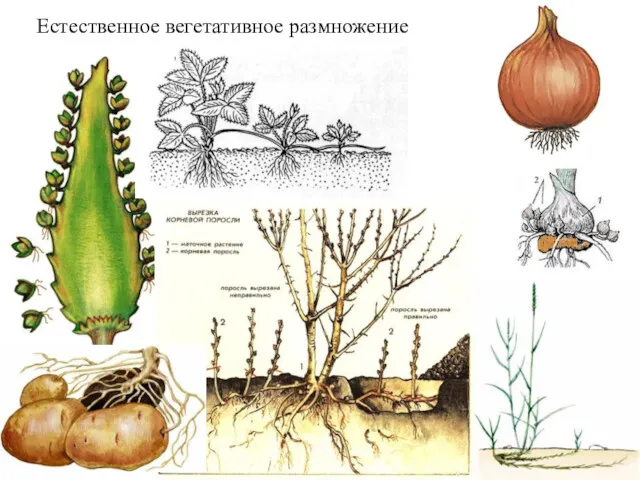 Естественное вегетативное размножение