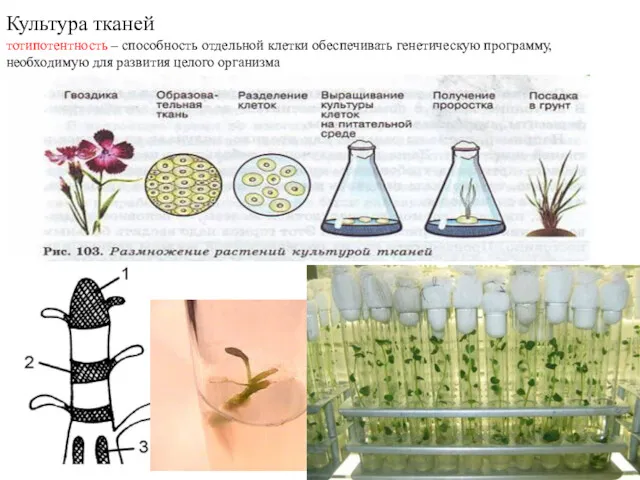 Культура тканей тотипотентность – способность отдельной клетки обеспечивать генетическую программу, необходимую для развития целого организма