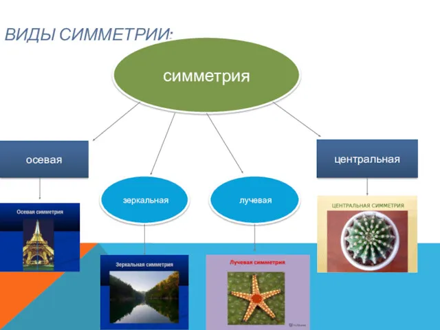 ВИДЫ СИММЕТРИИ: симметрия осевая центральная зеркальная лучевая