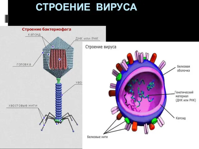 СТРОЕНИЕ ВИРУСА Строение бактериофага