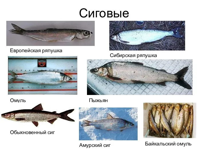 Сиговые Европейская ряпушка Омуль Обыкновенный сиг Пыжьян Байкальский омуль Сибирская ряпушка Амурский сиг