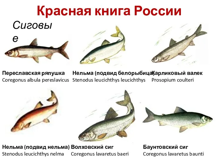 Красная книга России Сиговые Нельма (подвид нельма) Stenodus leucichthys nelma