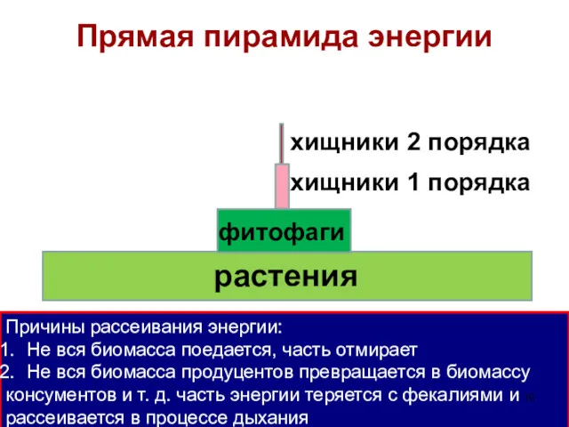 растения фитофаги хищники 1 порядка хищники 2 порядка Прямая пирамида