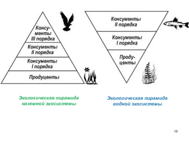 Экологическая пирамида наземной экосистемы Экологическая пирамида водной экосистемы
