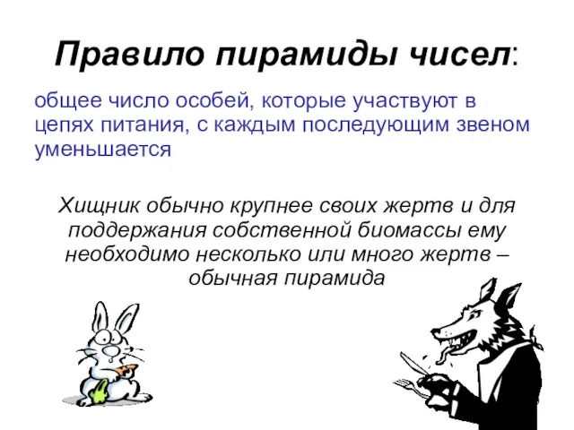 Правило пирамиды чисел: общее число особей, которые участвуют в цепях