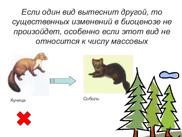 Если один вид вытеснит другой, то существенных изменений в биоценозе