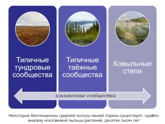 климаксовые сообщества Некоторые биогеоценозы средней полосы нашей страны существуют, судя