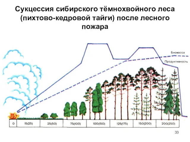 Сукцессия сибирского тёмнохвойного леса (пихтово-кедровой тайги) после лесного пожара