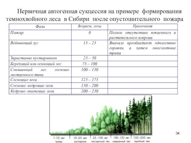 Первичная автогенная сукцессия на примере формирования темнохвойного леса в Сибири после опустошительного пожара