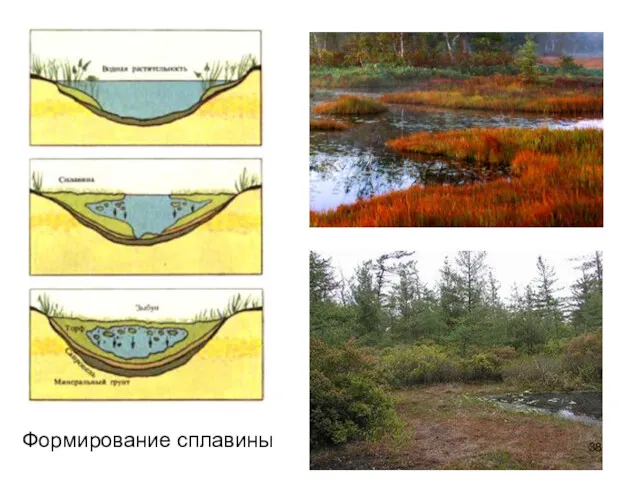 Формирование сплавины