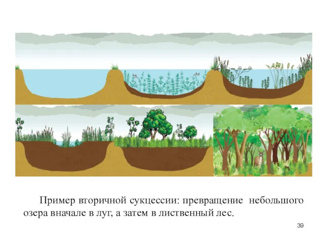 Пример вторичной сукцессии: превращение небольшого озера вначале в луг, а затем в лиственный лес.