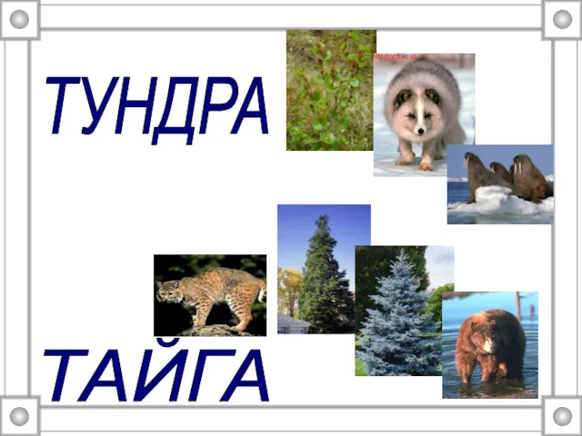 ТУНДРА ТАЙГА