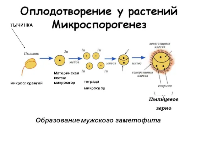 Материнская клетка микроспор тетрада микроспор микроспорангий ТЫЧИНКА