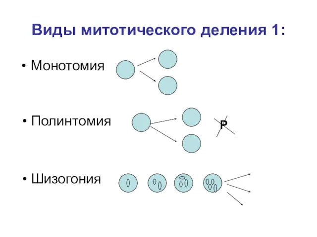 Виды митотического деления 1: Монотомия Полинтомия Р Шизогония