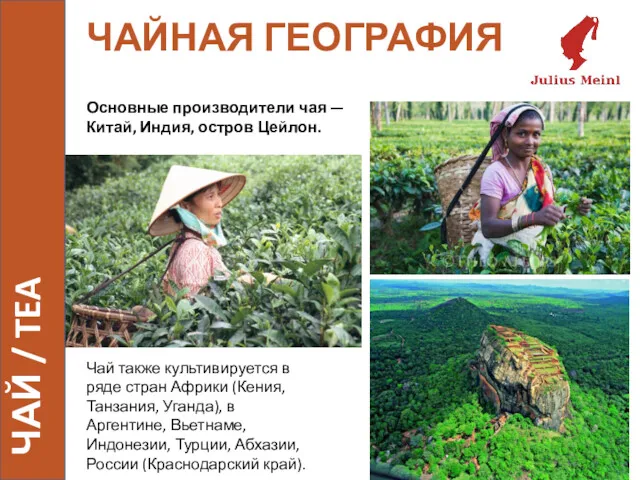 ЧАЙНАЯ ГЕОГРАФИЯ Чай также культивируется в ряде стран Африки (Кения, Танзания, Уганда), в