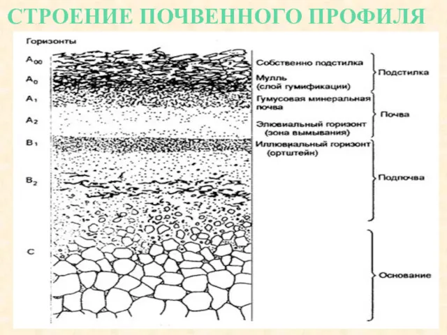 СТРОЕНИЕ ПОЧВЕННОГО ПРОФИЛЯ