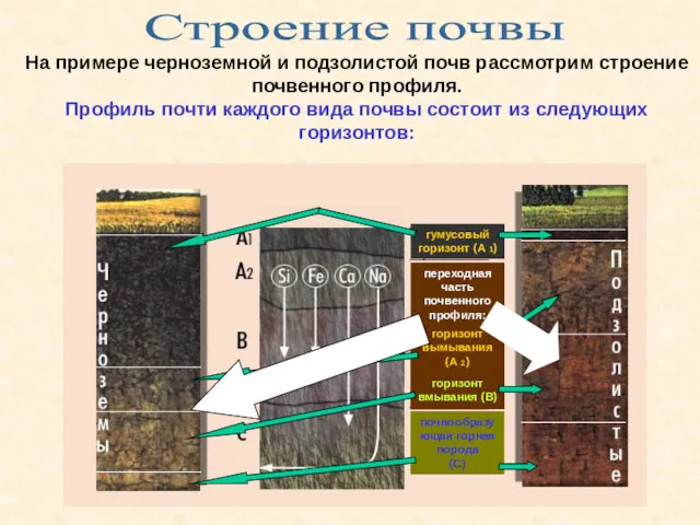 Строение почвы На примере черноземной и подзолистой почв рассмотрим строение