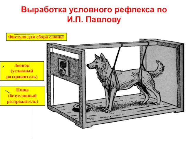 Выработка условного рефлекса по И.П. Павлову Фистула для сбора слюны Звонок (условный раздражитель) Пища (безусловный раздражитель)