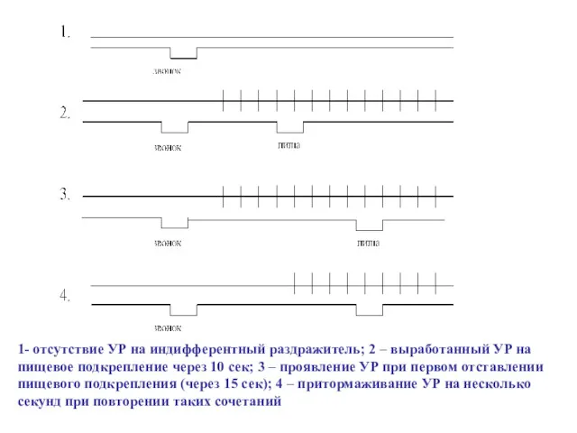 1- отсутствие УР на индифферентный раздражитель; 2 – выработанный УР