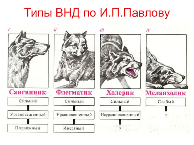 Типы ВНД по И.П.Павлову