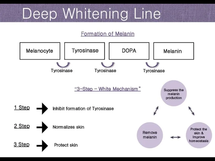 Deep Whitening Line Formation of Melanin Melanocyte Tyrosinase DOPA Melanin