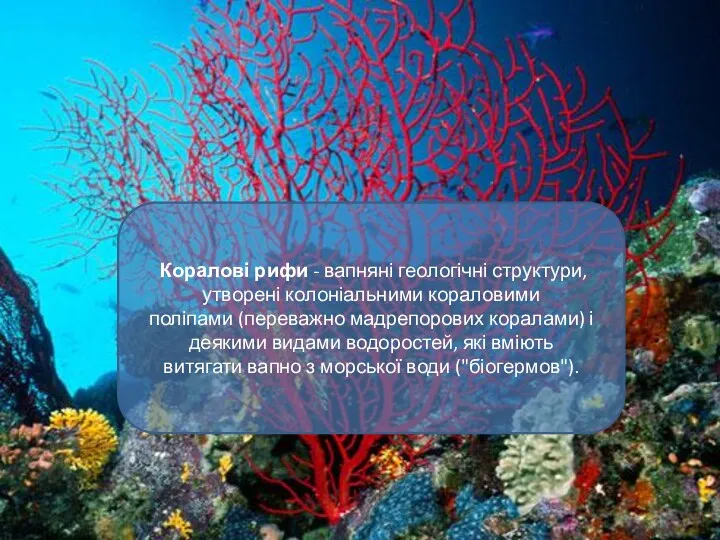 Коралові рифи - вапняні геологічні структури, утворені колоніальними кораловими поліпами