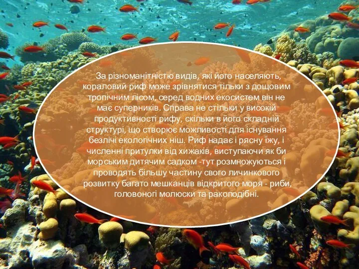 За різноманітністю видів, які його населяють, кораловий риф може зрівнятися