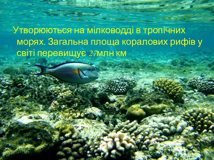 Утворюються на мілководді в тропічних морях. Загальна площа коралових рифів у світі перевищує 27млн ​​км